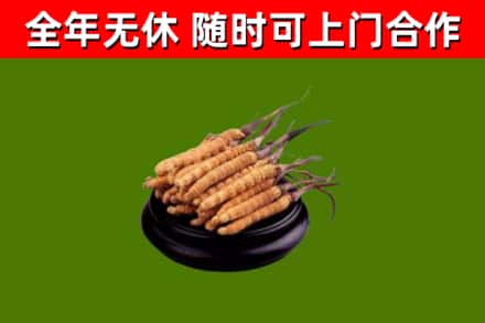 阿克陶回收冬虫夏草